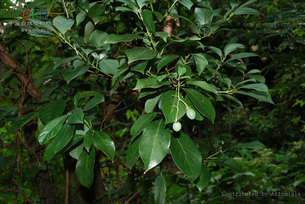  p>润楠属(拉丁文:machilus nees)是 a href="#">被子植物门 /a>木兰