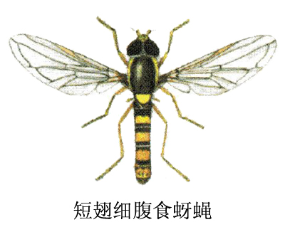  p>短翅细腹食蚜蝇, i>sphaerophoria scripta /i>,为双翅目 a target