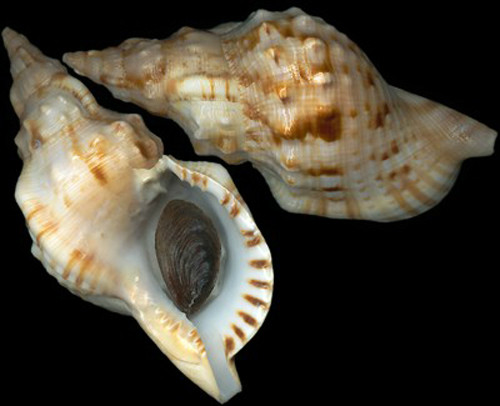  p>白法螺(学名: i>charonia lampas sauliae /i> ): a target="