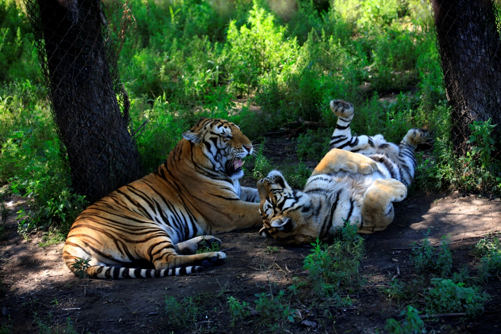  p>东北虎林园位于黑龙江省哈尔滨市松北区松花江北岸,占地面积144万