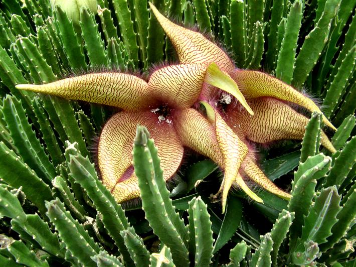  p>大花犀角(学名: i>stapelia /i>  i>grandiflora /i> masson)是