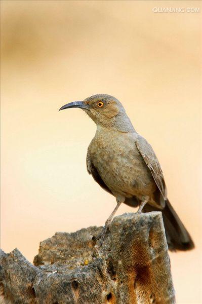  p data-id="go1b3somd6">嘲鸫是 a target="_blank" href="/item/雀