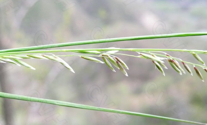  p>细叶臭草(学名: i>melica radula /i> franch),多年生.