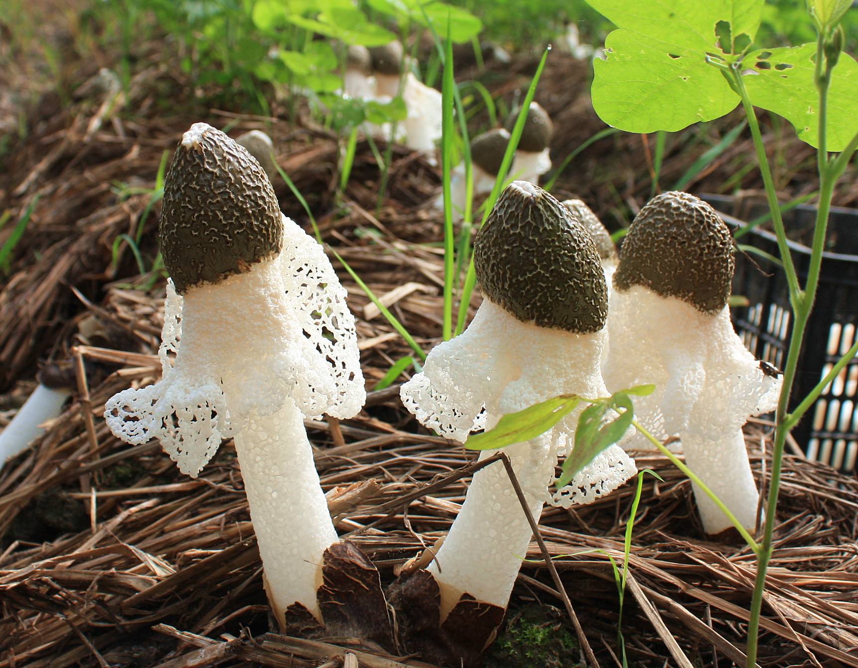  p>竹海长裙竹荪,四川省 a target="_blank" href="/item/长宁县