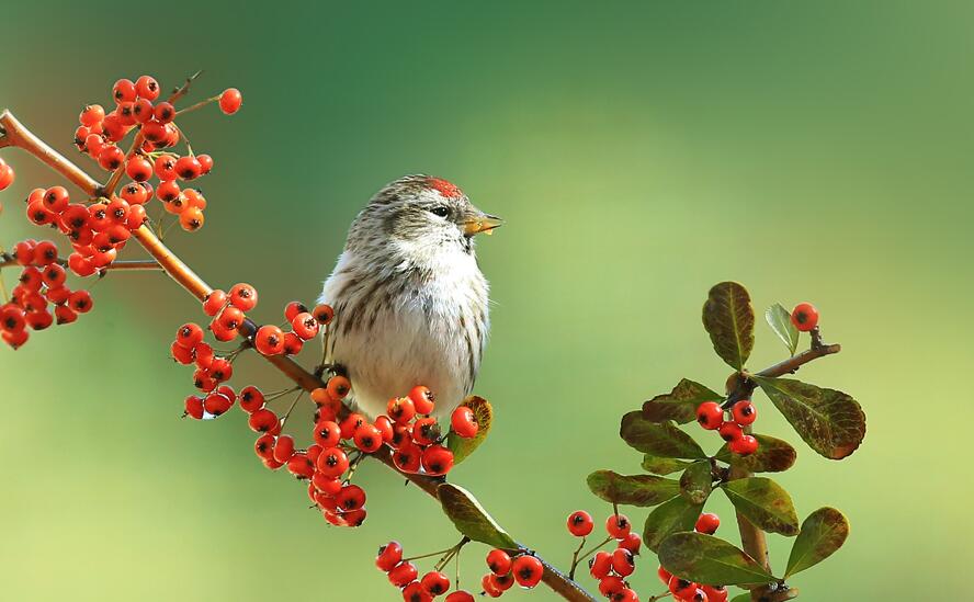  p>红顶雀, a href="#" data-lemmaid="3516708">脊索动物门 /a>, a