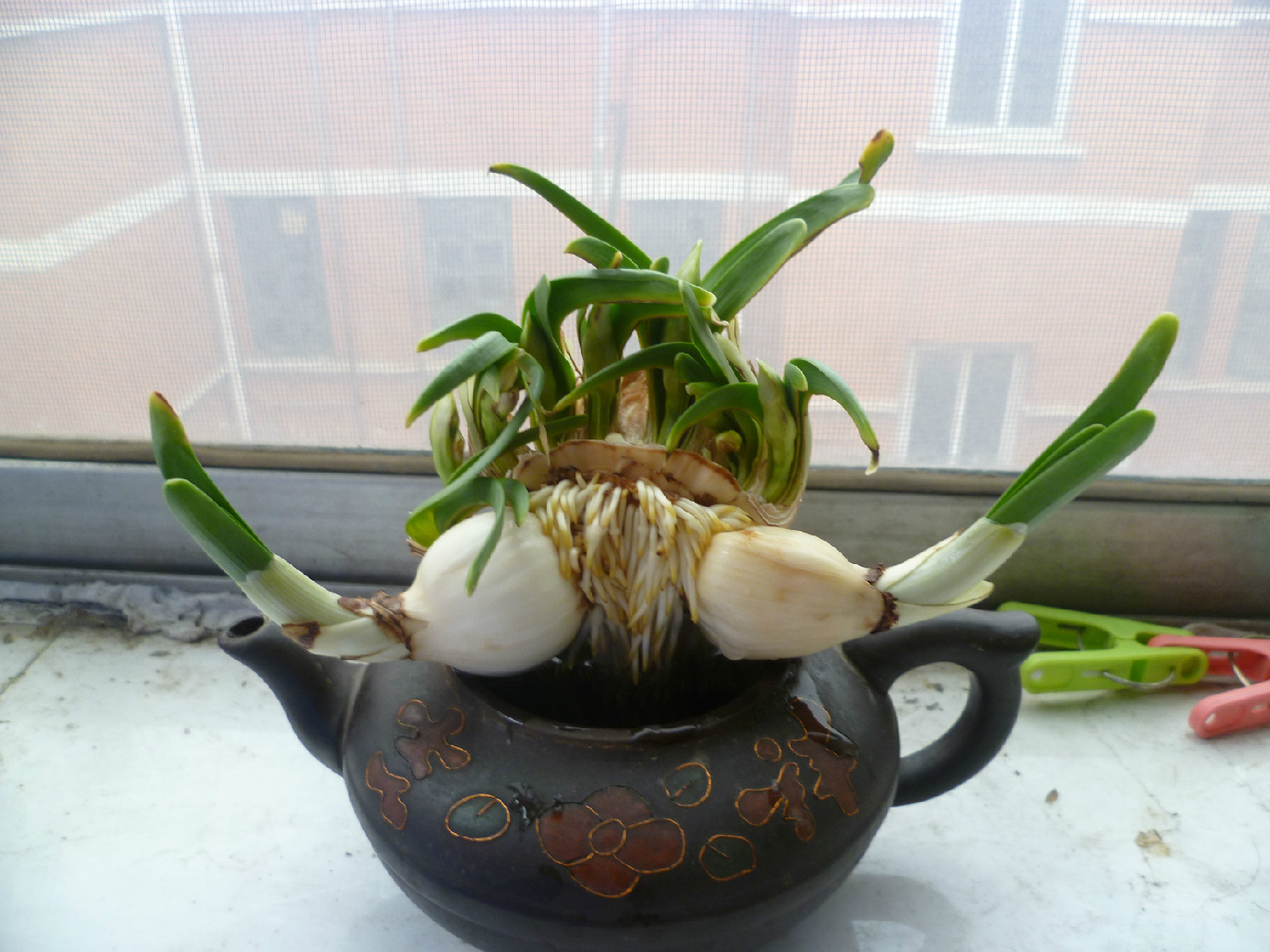  p data-id="gnvip9sfrt"> b>球根花卉 /b>是指具有由地下茎或根变态