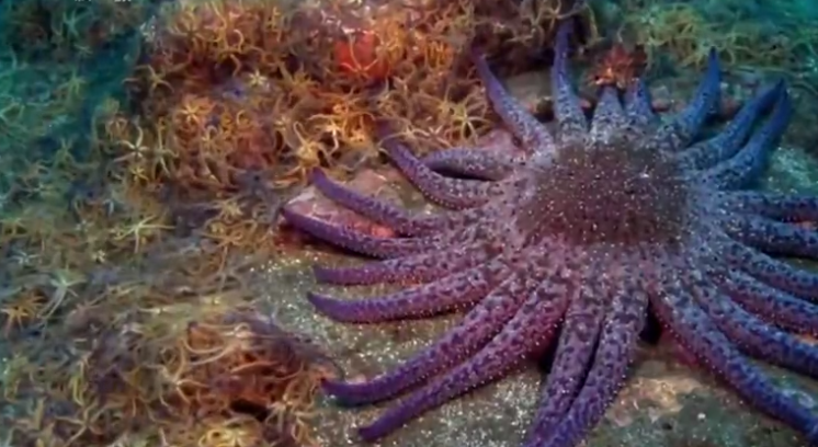 海盘车海星,别名