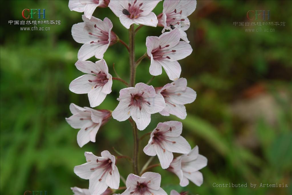  p> a href="#" data-lemmaid="7802155">大花珍珠菜 /a>(学名