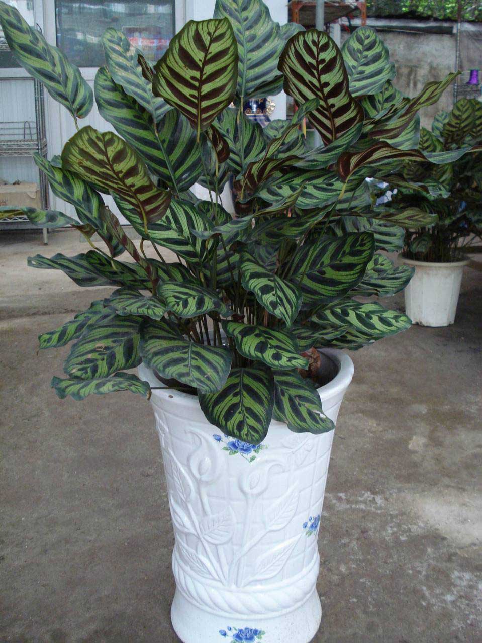  p>双线竹芋(学名: a> i>calathea sanderiana  /i>(sander) gentil 