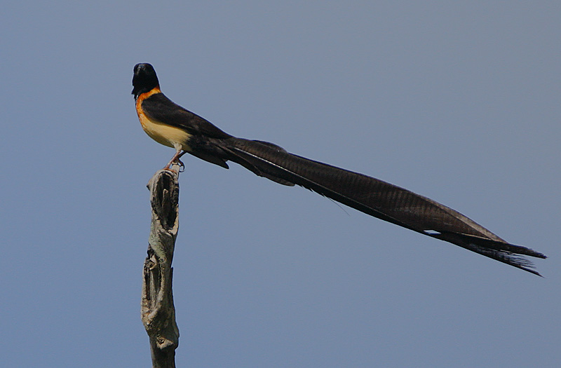  p>长尾维达鸟(学名: i>vidua interjecta  /i>,英文名:long-tailed