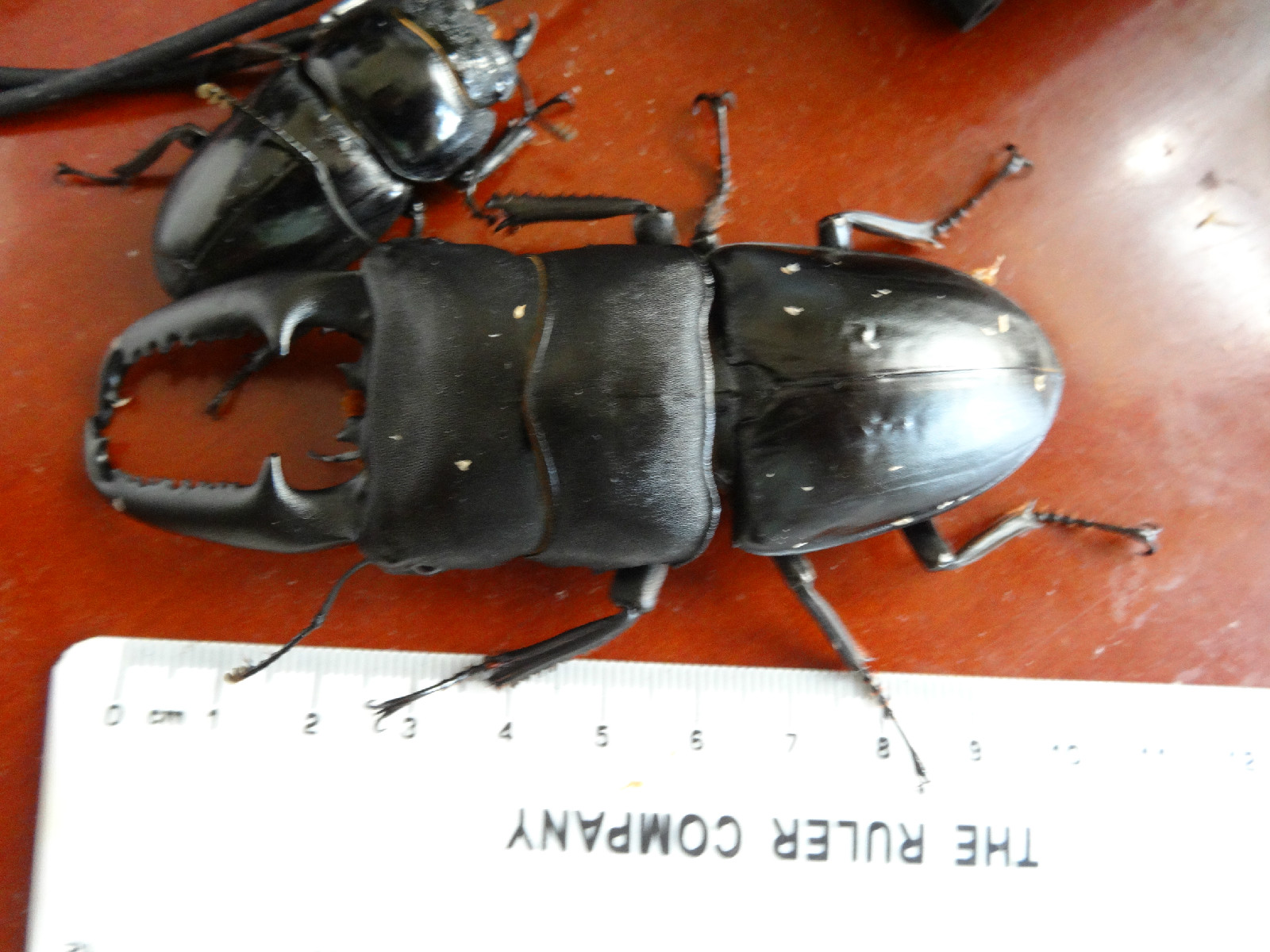 巴拉望巨扁锹形虫