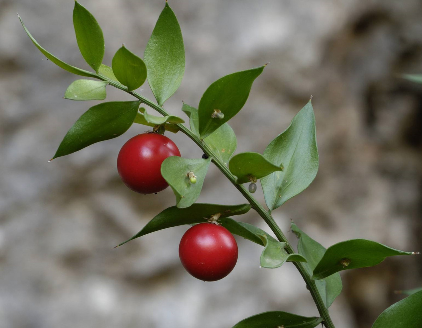  p>假叶树(学名: i>ruscus aculeata  /i>l.