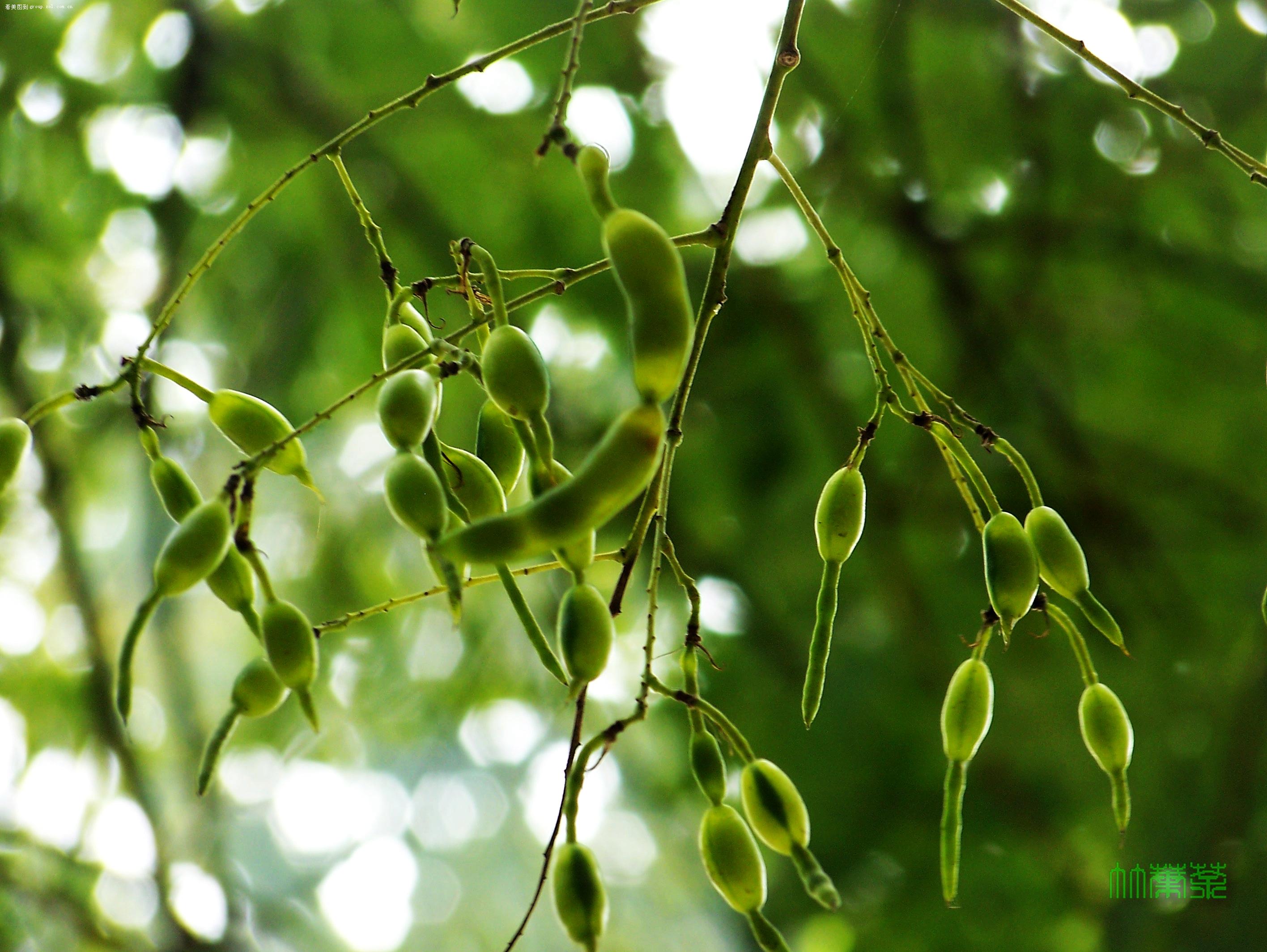 sophora japonica linn.
