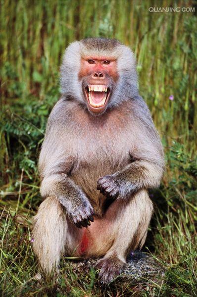  p>狒狒(学名: i>papio /i>):灵长目 a target="_blank" href="/item