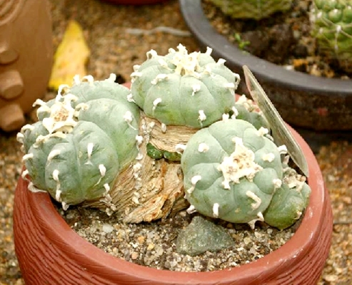 ex salm-dyck) coult)是仙人掌科乌羽玉属的多年生肉质植物.