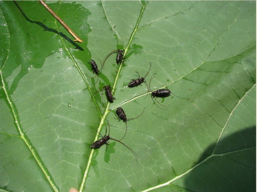 href="#" data-lemmaid="5351977">萎蔫病 /a>,是由松材线虫