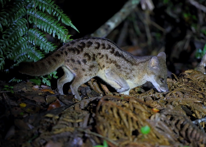  p>马岛缟狸(学名: i>fossa fossana /i>):是小型 a target="_blank"