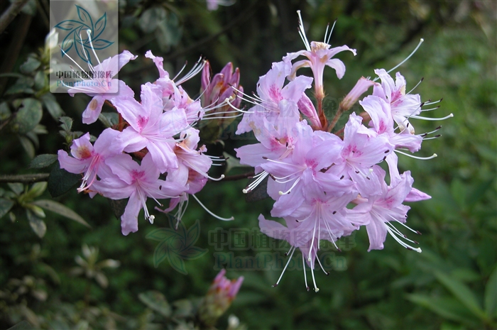  p>溪畔杜鹃(学名: i>rhododendron rivulare /i> hand.-mazz.