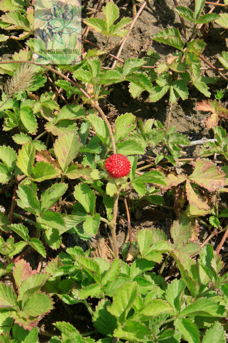  p> b>等齿委陵菜 /b>(学名: i>potentilla simulatrix /i>)是蔷薇科 