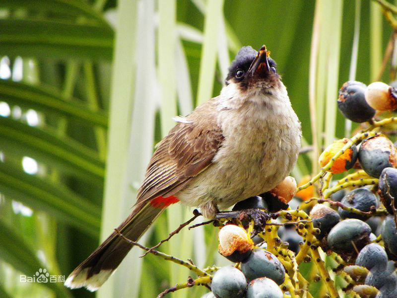  p>白喉红臀鹎(学名: i>pycnonotus aurigaster /i> ):体长18-23厘米.