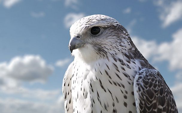  p>矛隼(学名: i>falco rusticolus /i>):是隼科的一种,体长60厘米