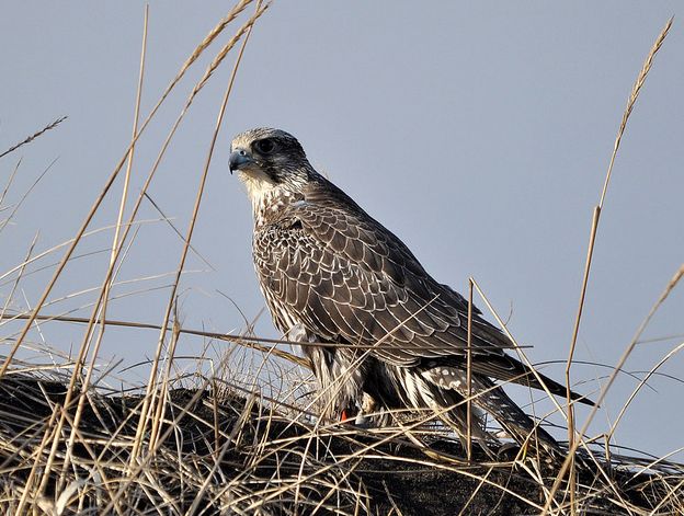 data-id="tipra1ritsmt">矛隼是隼形目隼科隼属鸟类,又名海东青,白隼