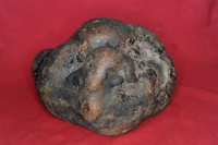 图册1 龙涎香图册