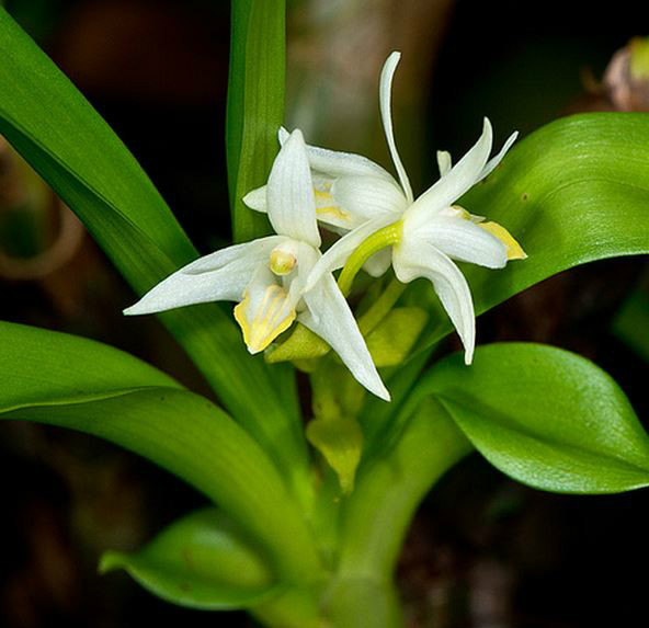  p>钝叶毛兰(学名: i>eria acervata /i>  lindl.