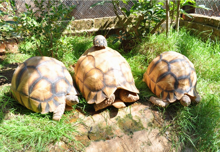  p>马达加斯加陆龟(学名: i>astrochelys yniphora /i>)是陆龟科,马岛
