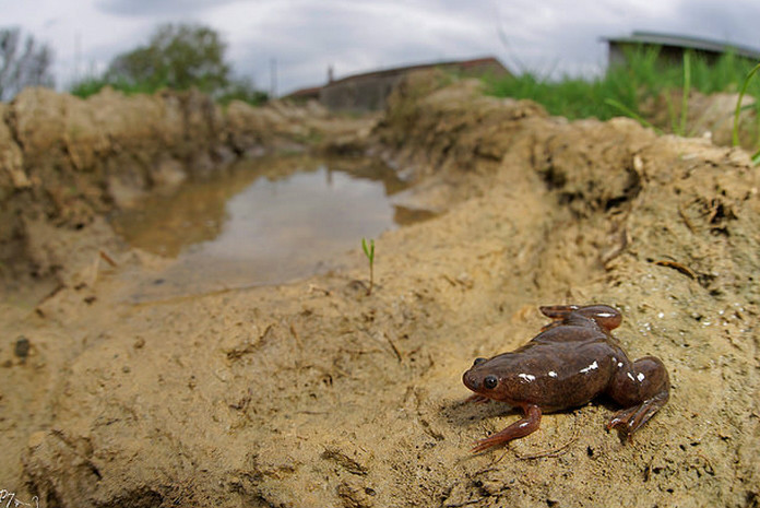 african clawed frog