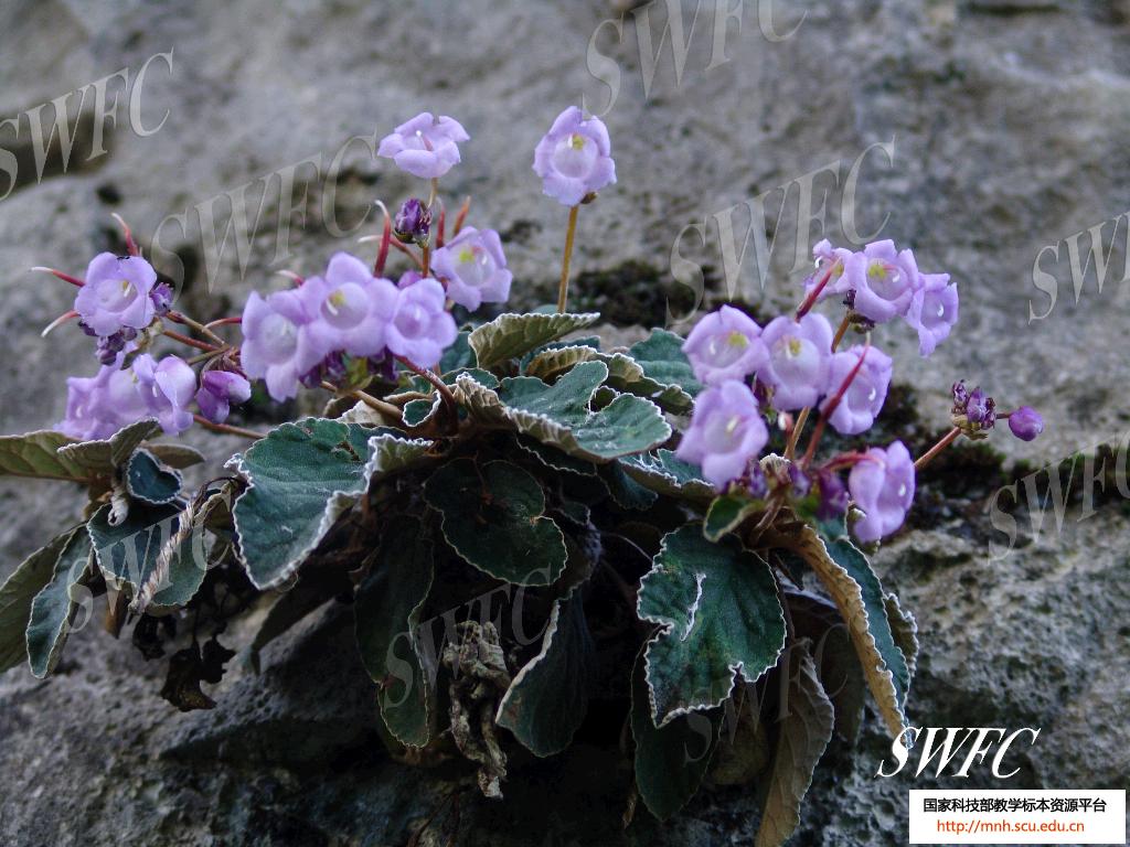 paraboea sinensis (oliv.) b. l. burtt