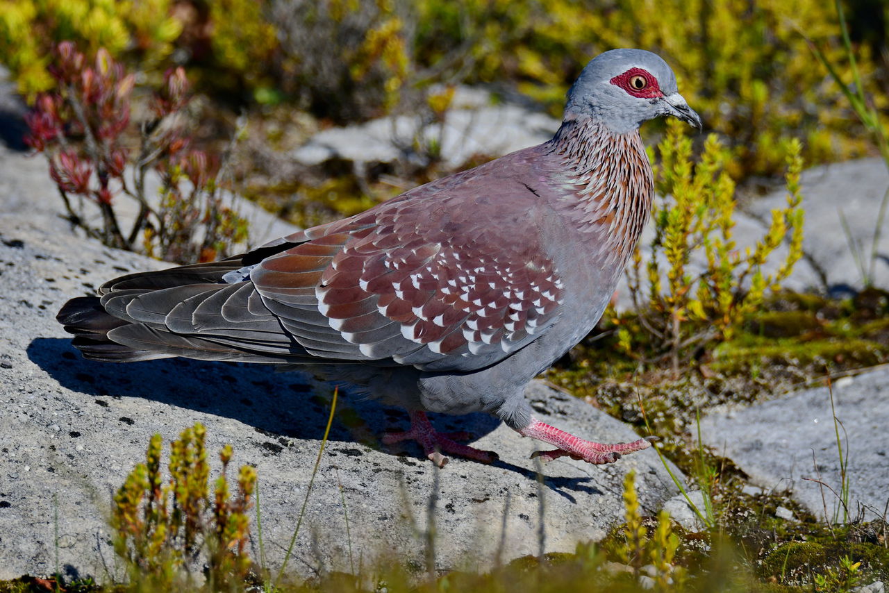  p>斑鸽,亦称鸽子,属于鸟纲鸽形目(columbiformes)鸠鸽科 (columbidae