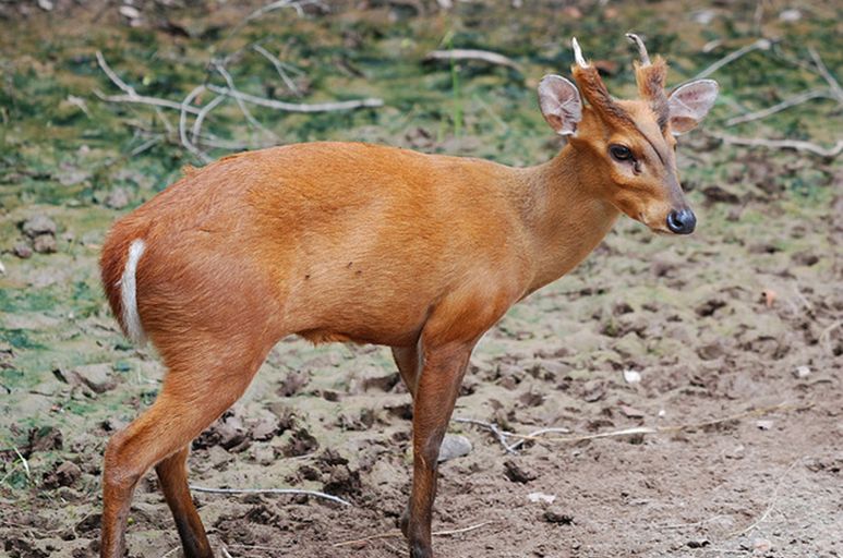 bornean red muntjac