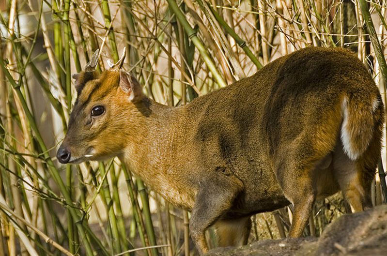  p>赤麂(jǐ)(学名: i>muntiacus muntjak /i>):为麂类中体形最大一种