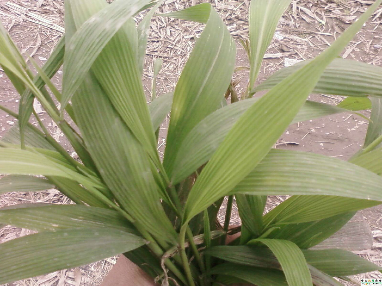 ="6891522">茅根 /a>, a href="#" data-lemmaid="593714">淡竹叶 /a>