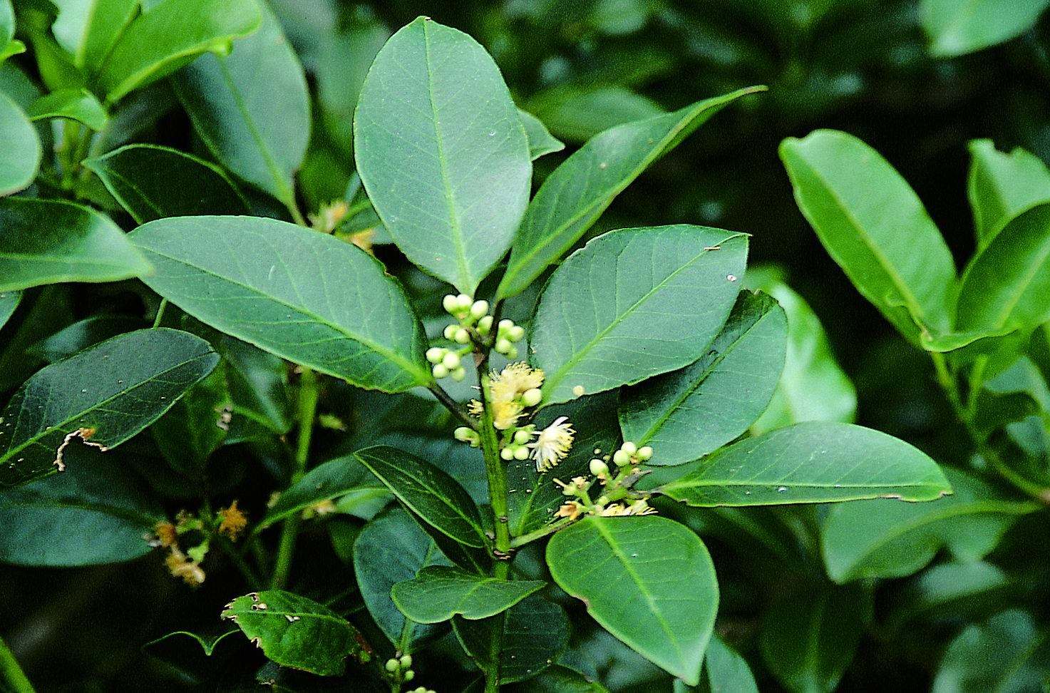  p>微毛山矾(学名: i>symplocos wikstroemiifolia /i> hayata)是 a