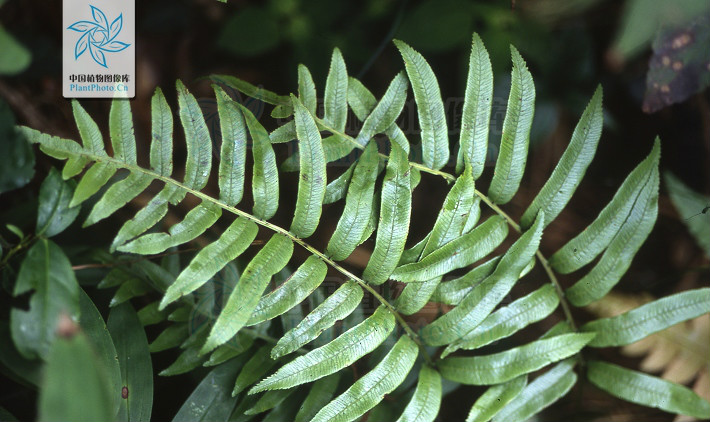  p data-id="gnayvi4ui3">华东瘤足蕨(学名:pl