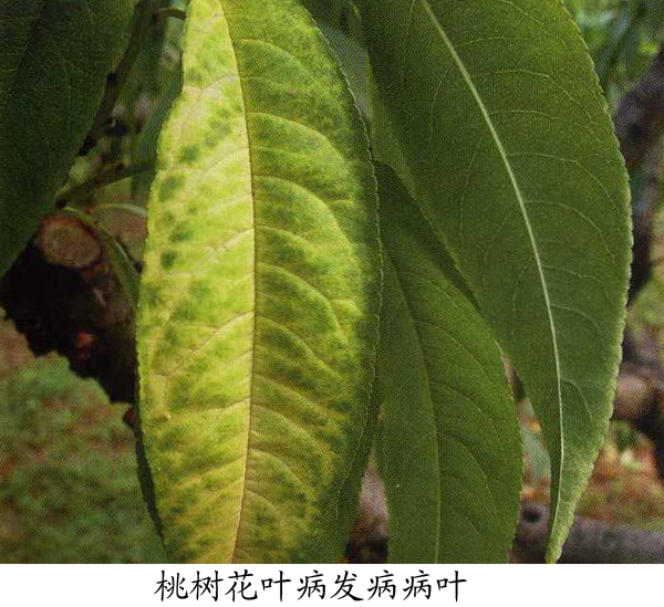 桃树花叶病