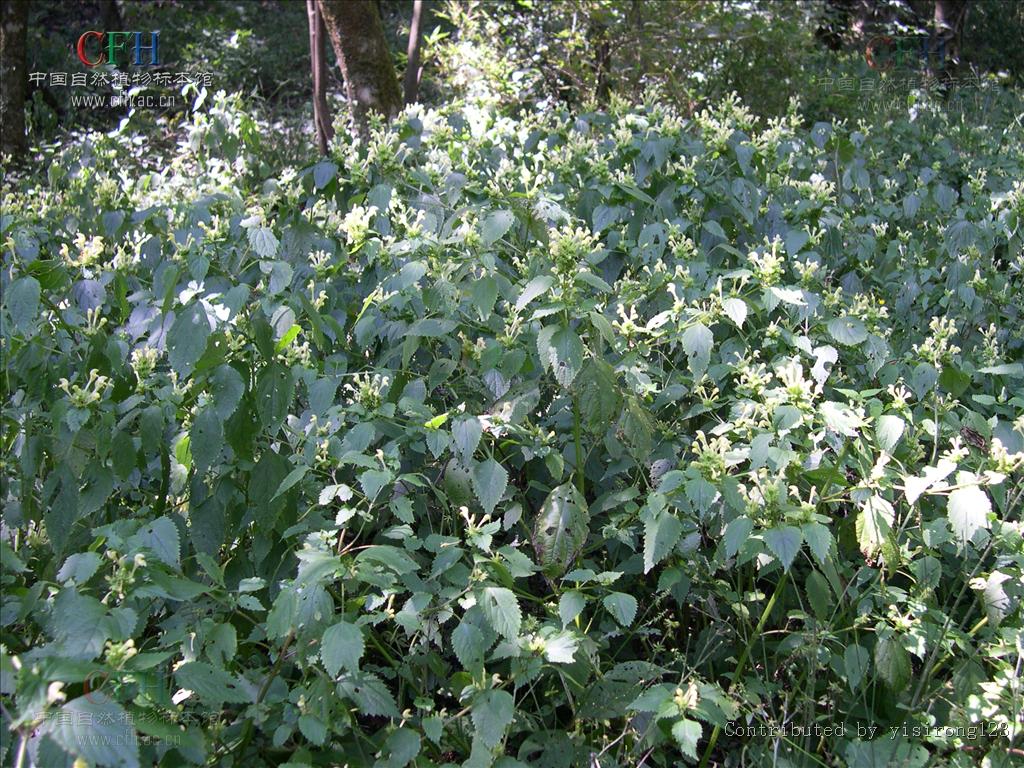 为唇形科植物冠唇花 i>microtoenainsuavis /i>(hance)prainexdunn的