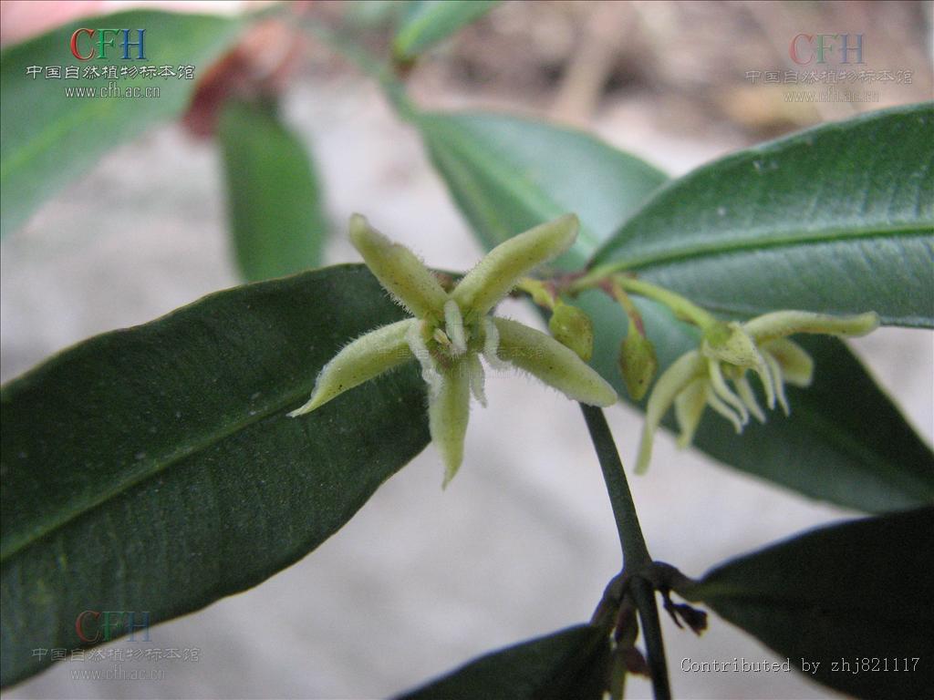  p>黑龙骨(学名:periploca forrestii schltr.