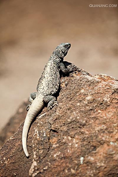 dipsosaurus dorsalis