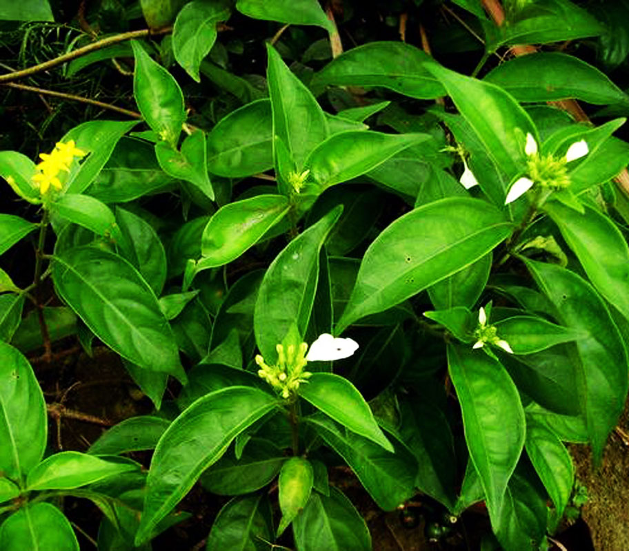  p>甘藤又叫甜藤(《嘉》),感藤.生长在江南的山谷中.