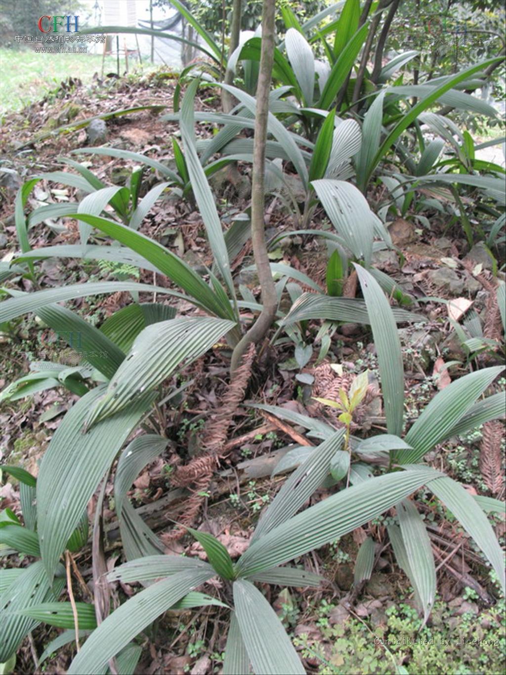  p>仙茅属的植物为 a target="_blank" href="/item/多年生草本