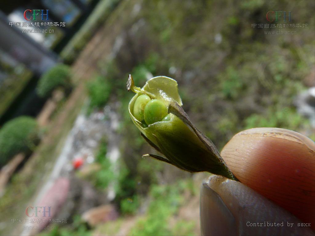  p>下位花,花左右对称(雌蕊例外),五或六基数,有偏位花盘;花药2室.