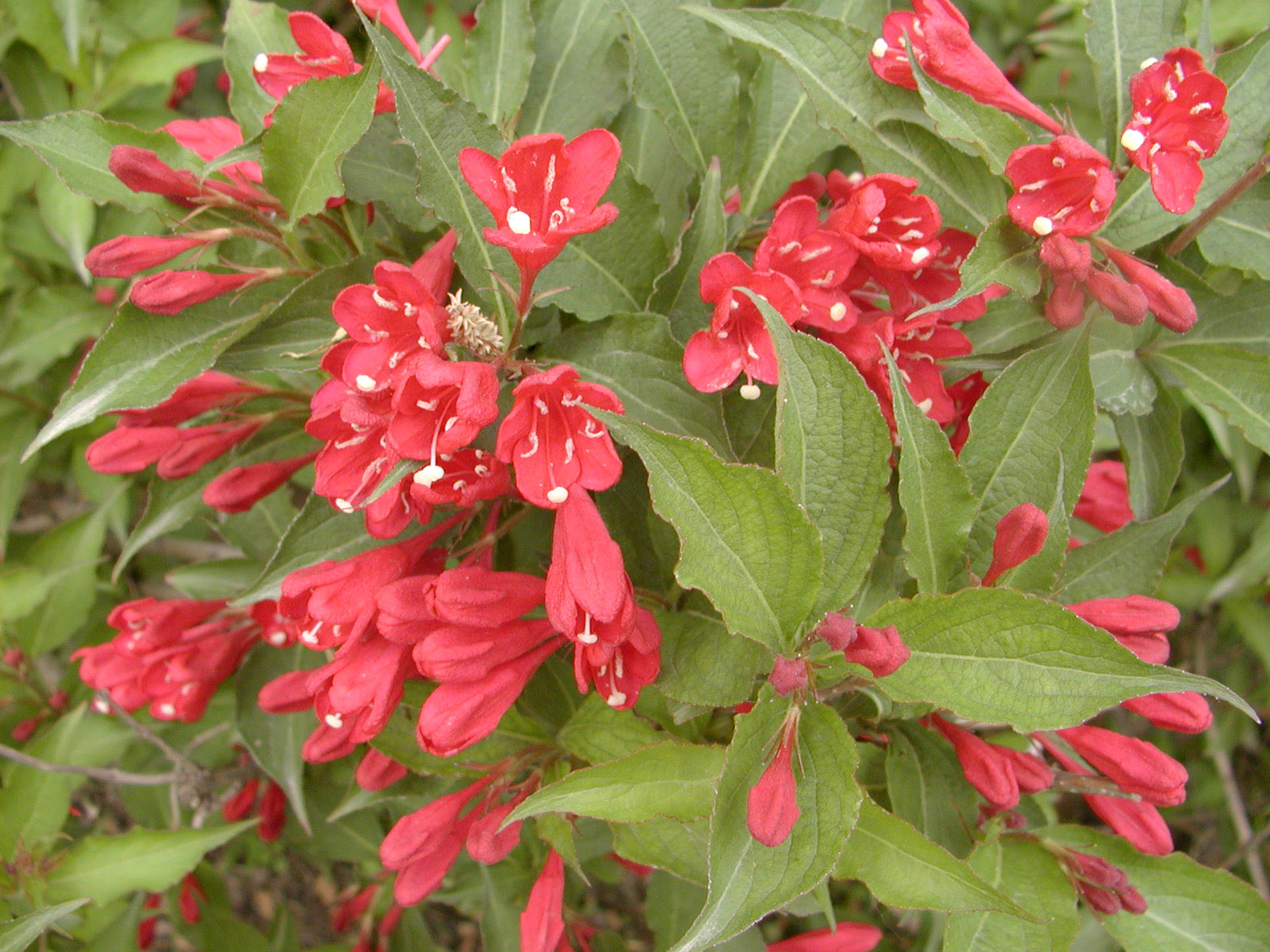  p>为我国所特有的龙胆目,茜草科, a target="_blank" href="/item