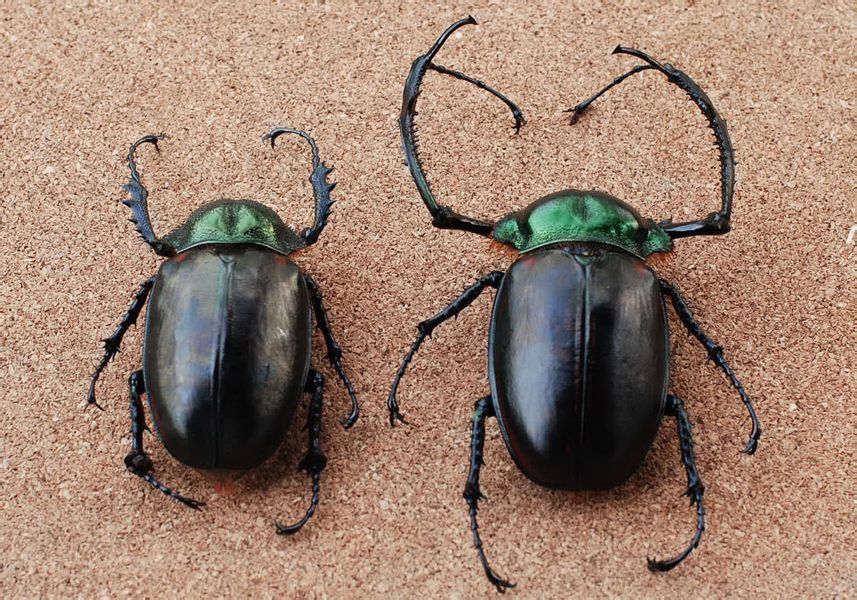  p>阳彩臂金龟隶属于 a target="_blank" href="/item/鞘翅目/1535103