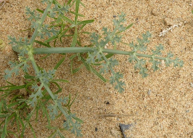为伞形科阿魏属的植物.