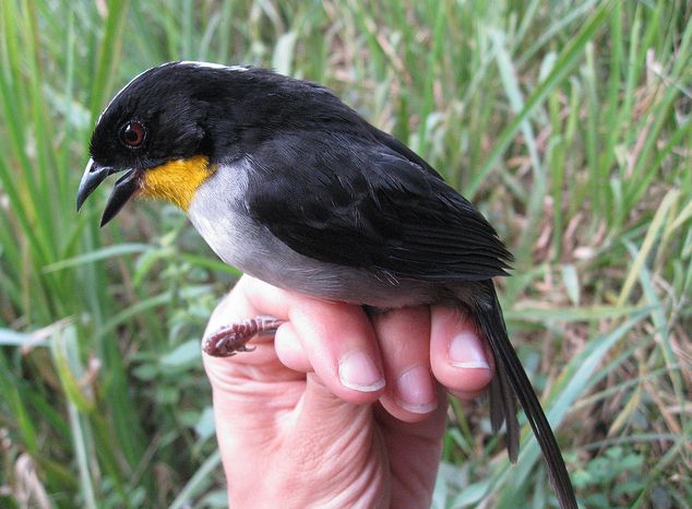 white-naped brush-finch