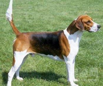 target="_blank" href="/item/英国猎狐犬/8301576" data-lemmaid="