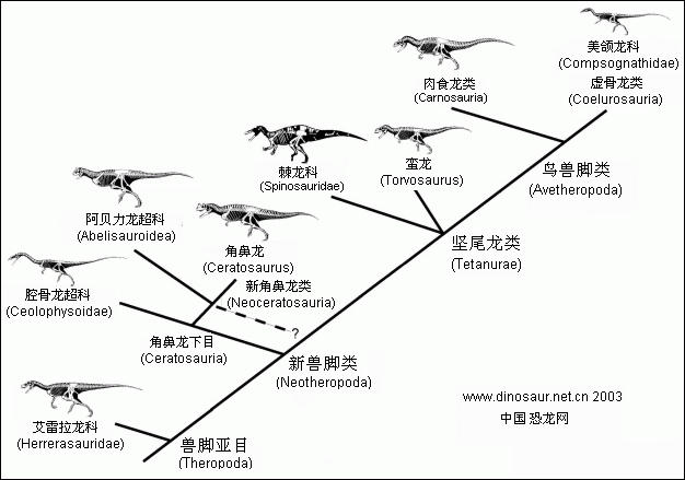 沟椎龙(bothriospondylus)